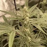 Atomic Jelly (In House Genetics)
