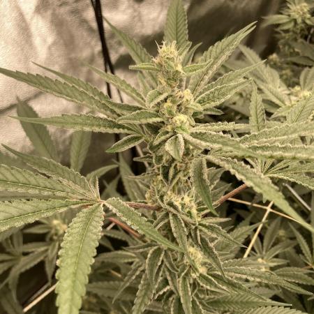 Atomic Jelly (In House Genetics)