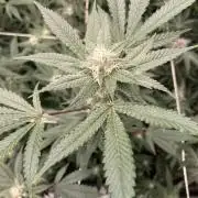 PLATINUMZ#2&3 Clones (In House Genetics)