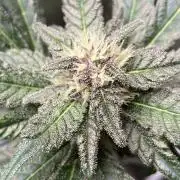 Getting Frosty with the Boys