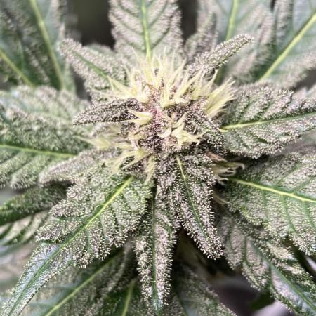 Getting Frosty with the Boys