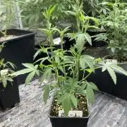 Black Rainbow (LIT Farms)