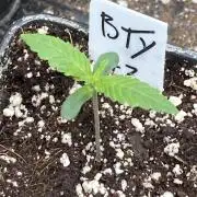 BTY47 x Manna Mountain (ttowncultivator)