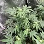 Rainbow Gelato (Wizard Trees)