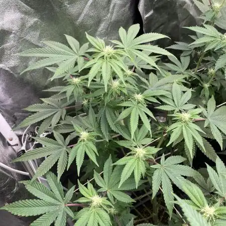 Rainbow Gelato (Wizard Trees)