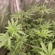 GasQuake (In House Genetics)