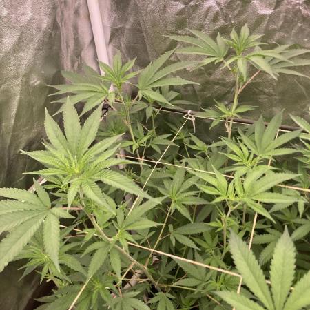 GasQuake (In House Genetics)