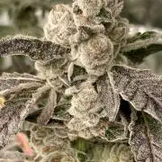 Chrome Dome (Compound Genetics)