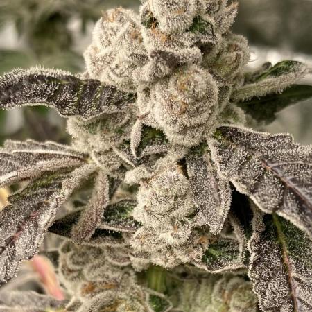 Chrome Dome (Compound Genetics)