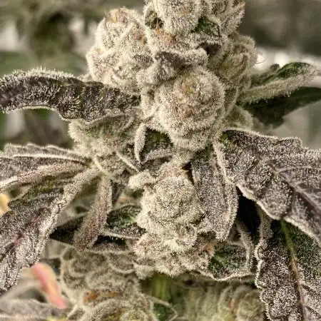 Chrome Dome (Compound Genetics)