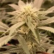 Final BlackCherry Punch Clone (IHG)