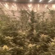 Final BlackCherry Punch Clone (IHG)