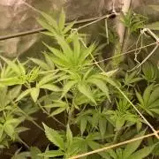 Pineapple Mojito S1