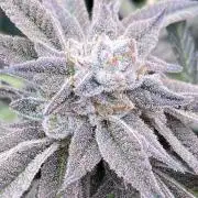 Pink Runtz x Hollywood Clones (Cookies)