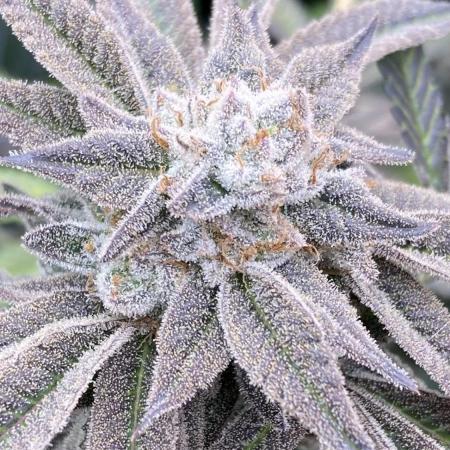 Pink Runtz x Hollywood Clones (Cookies)