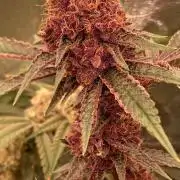 Pora’s Purple CN#6 (Relentless Genetics)
