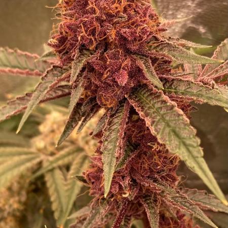 Pora’s Purple CN#6 (Relentless Genetics)