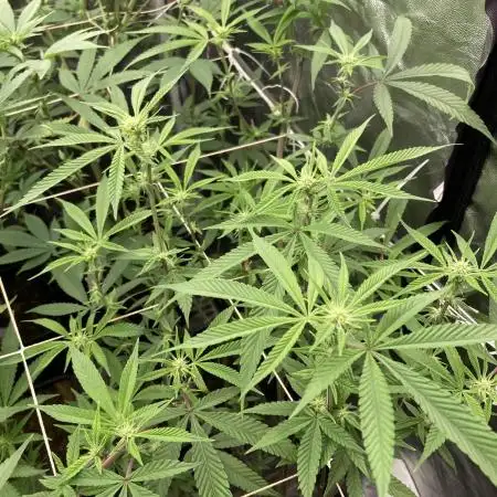 Pink Runtz x Hollywood (Cookies)
