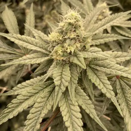 Gas Cream Runtz (LIT FARMS)