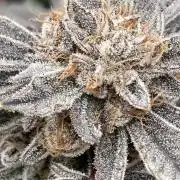 CN#2 Clones (Relentless Genetics)