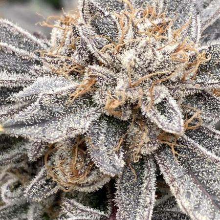 CN#2 Clones (Relentless Genetics)