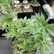 Do-lato V2 (In House Genetics)