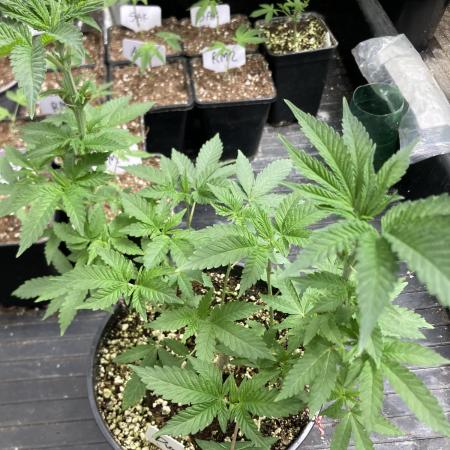 Do-lato V2 (In House Genetics)