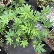 Jelly Breath S1 (In House Genetics)