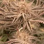 Sugoi Zushi (In House Genetics)