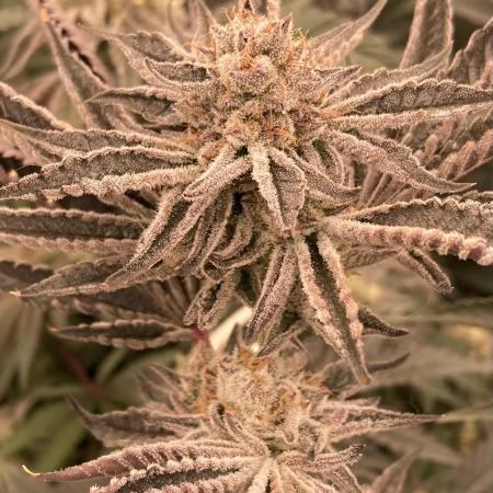 Sugoi Zushi (In House Genetics)