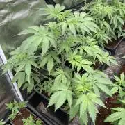 Trich Beast (Solfire Gardens)