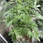 Do-lato V2 (In House Genetics)