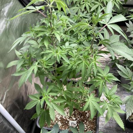 Do-lato V2 (In House Genetics)
