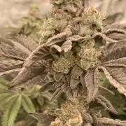 Gas Cream Runtz Clone (LIT Farms)