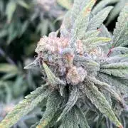 White Rhino (Green House Seeds)