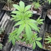 Gas Cream Runtz (LIT FARMS)