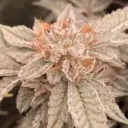 CN#2 Clones (Relentless Genetics)