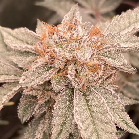 CN#2 Clones (Relentless Genetics)