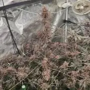 Frosty’s Purple Freak (Khalifa)
