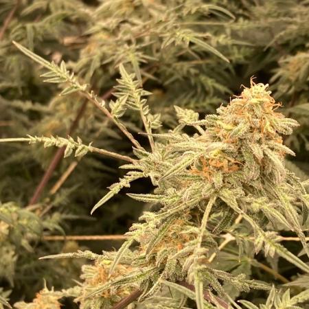 Frosty’s Purple Freak (Khalifa)