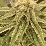 Glazed Pastries (In House Genetics)