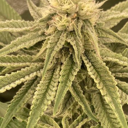 Glazed Pastries (In House Genetics)