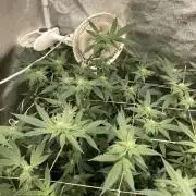 Rainbow Marker Clones (Lit Farms)