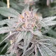 Rainbow Marker #6 (LIT Farms)