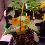 #003 RQS Sweet ZZ Auto