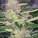 White Widow (seedsman)
