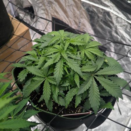 Frosted Zinn x 3 Bears OG ( Barney's )