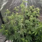 Lemon Haze ( Barney's )