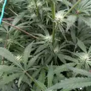 Frosted Zinn x 3 Bears OG ( Barney's )