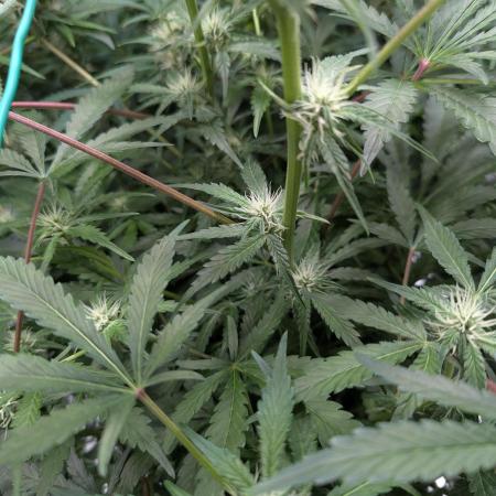 Frosted Zinn x 3 Bears OG ( Barney's )